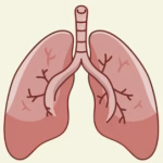 Detail Lung Illustration Shaw